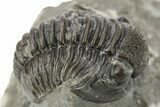 Detailed Gerastos Trilobite Fossil - Morocco #226630-1